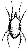 MITE_SP.PCX