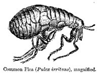 FLEA.PCX