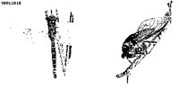 DRGNFLY.PCX