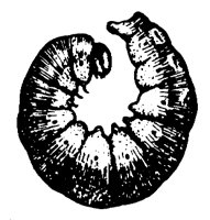 CUTWORM.PCX