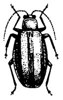 CUCUM.PCX