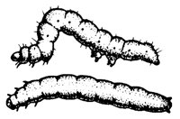 CAT_MOTH.PCX