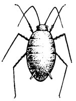 APHID.PCX
