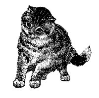 CAT71.PCX