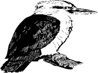 KOOKA.PCX