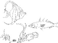 FISH2.PCX
