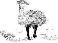 EMU.PCX