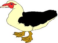 DUCKC.PCX