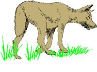 DINGOC.PCX