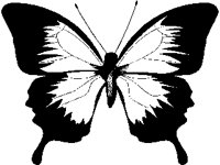 BUTTFLY.PCX
