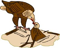 87BIRD.WMF