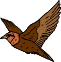 cowbird.WMF