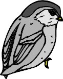 chickdee.WMF