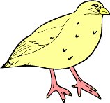 chick1.WMF
