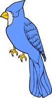 bluejay1.WMF