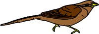 bird4.WMF