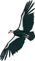 CONDOR.WMF