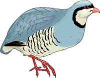 CHUKAR.WMF