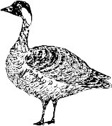 CC005067.WMF