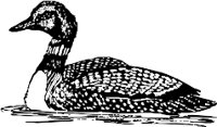 CC005064.WMF