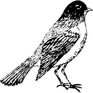 CC005061.WMF