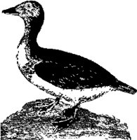 CC000547.WMF
