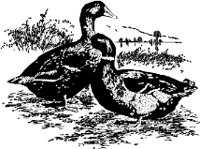CC000403.WMF