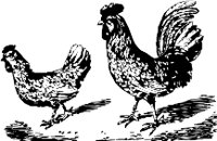 CC000259.WMF