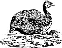 CC000258.WMF