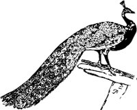 CC000254.WMF