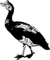 CC000100.WMF
