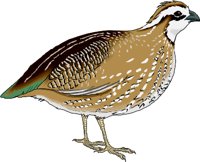 BOBWHITE.WMF
