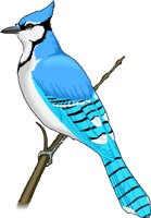 BLUEJAY.WMF