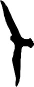 BIRDS020.WMF
