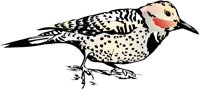 BIRD090.WMF