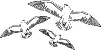 BIRD051.WMF
