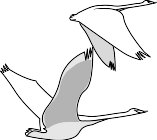 BIRD008.WMF