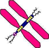 DRGNFLY2.WMF