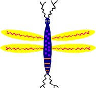 DRGNFLY1.WMF
