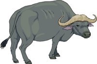 WBUFFALO.WMF
