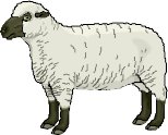 SHEEP.WMF