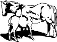 HORSE015.WMF