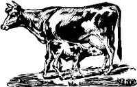 CC000304.WMF