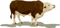 BULL2.WMF