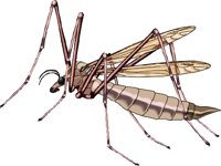 CRANEFLY.WMF