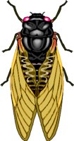 CICADA.WMF