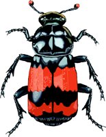 BBEETLE.WMF