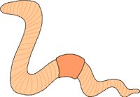 WORM001.WMF