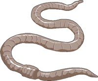 WORM.WMF