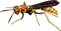 WASP.WMF